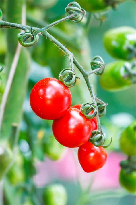 35 Sweet Tomatoes 🍅 🍬 Dive Into A World Of Flavorful And Sugary Varieties