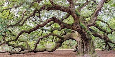 When To Trim Live Oak Trees In Austin Top Choice Lawn Care