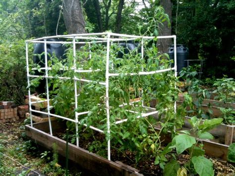 Better Than Never Diy Pvc Tomato Cage