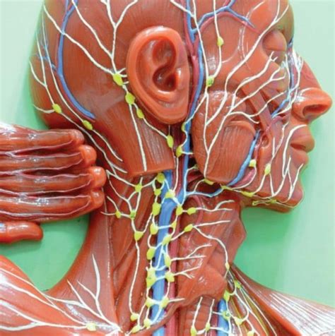 Lymph Nodes In The Head And Neck Diagrams Utmilo