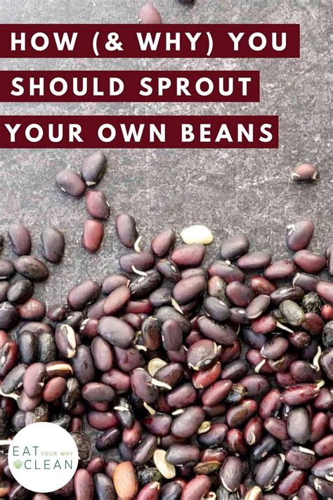 how to sprout your beans and why you should beans sprouts sprouts nutrition