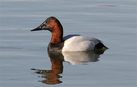 The Canvasback