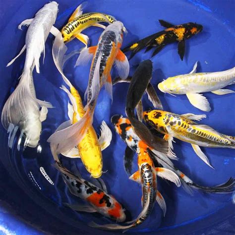 Products For Sale Blue Ridge Fish Hatchery Koi Fish For Sale
