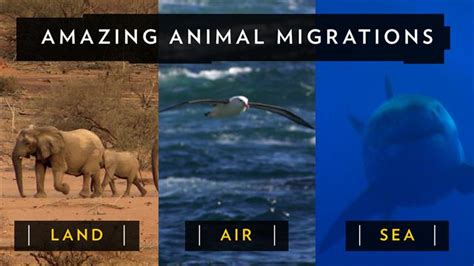 Amazing Animal Migrations By Land Air And Sea