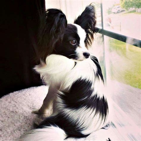 Papillon Border Collie Chihuahua Mix Pets Lovers