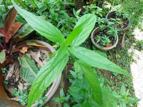 Thank you ** sabah snake grass health benefits, what does sabah snake grass look like, how to grass in tagalog, sabah snake grass benefits, sabah snake grass benefits and side effects, sabah snake gress. Exotic Plants in Indonesia : Dandang Gendis Tree