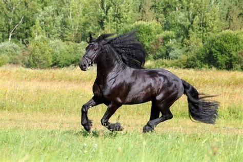 24 Of Our Favorite Pictures Of Friesians Horse Breeds Different