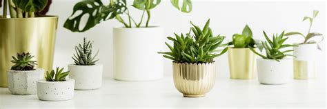 This is a good way to water multiple plants with the same system. How to Water Plants While Away: 6 DIY Methods | Water ...