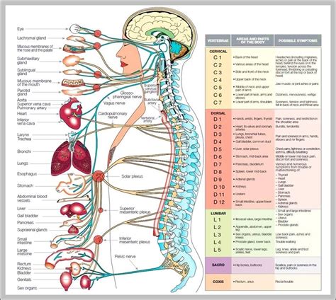 Human Nervous System Chart Graph Diagram