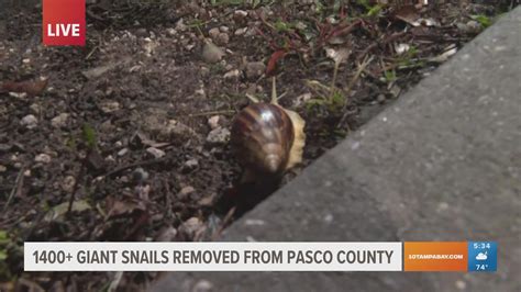 Fdacs 1400 Giant African Land Snails Collected In Pasco County
