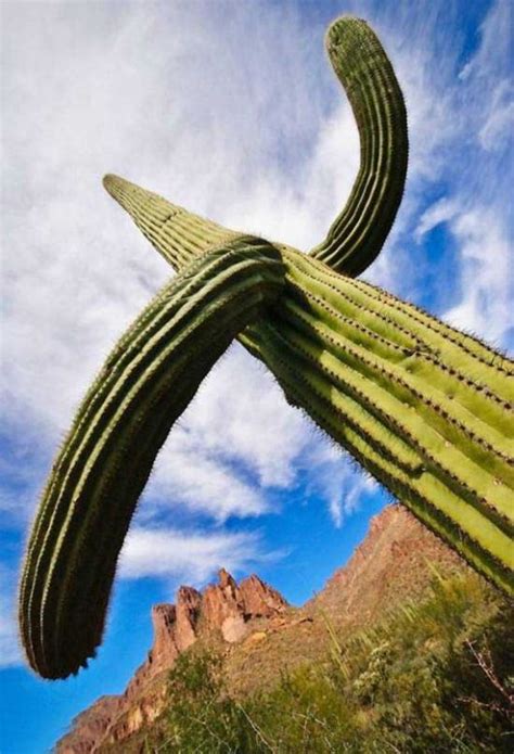 Learn more about the saguaro cactus and see pictures from the phoenix area. Amazing Saguaro Cactus Of Sonoran Desert | Funzug.com