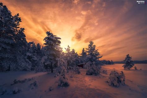 Forest Winter Viewes Great Sunsets Trees Snow Beautiful Views