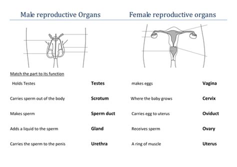Reproductive Organs Lesson Teaching Resources