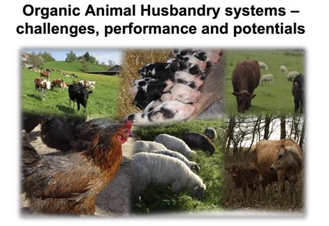 Future Of Organic Animal Husbandry In Europe Organic Farm Knowledge