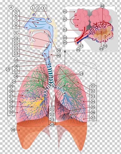 The Respiratory System Respiration Diagram Lung PNG Clipart Anatomy