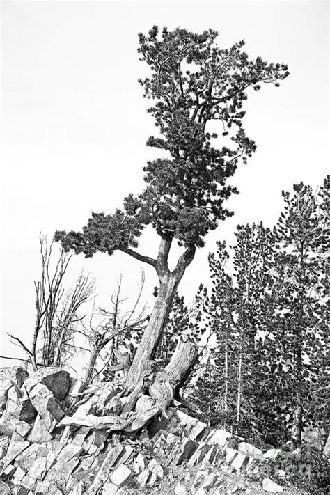 Old Gnarly Tree Photograph By Edward Fielding Fine Art America