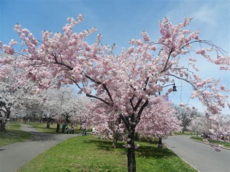 Spring is a time of great change. Newark Cherry Blossom Festival and Vegan Meals - Vegan ...