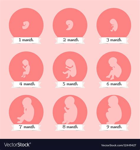 Embryo Development Human Fetus Growth Stages Of Vector Image