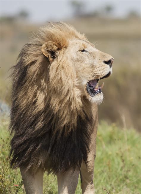 20 Lion Pictures And Images Download Free Images And Stock Photos On