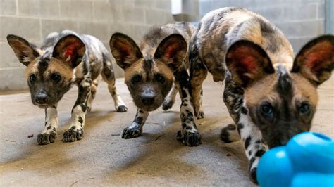 Painted Dog Pups Born At The Zoo Youtube