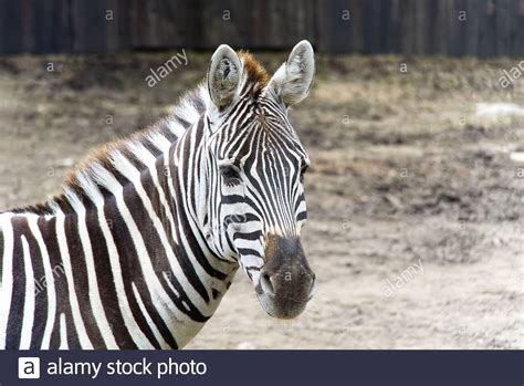 Portrait Of Plains Zebra Equus Quagga Close Up Stock Photo Alamy