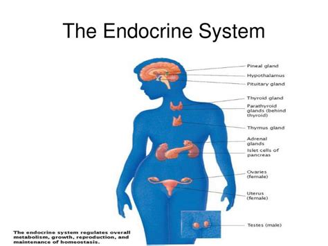 Ppt The Endocrine System Powerpoint Presentation Id6907239