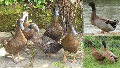 Female Khaki Campbell Ducklings For Sale In Nr Deal Kent Preloved