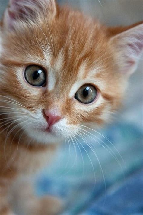Orange Tabby Kitten Just Precious Cute Cats Cats