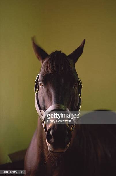 馬 正面 ストックフォトと画像 Getty Images