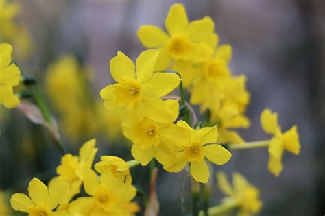 Daffodils Signs Of Spring Kew