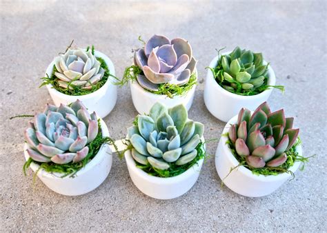 T Pack Premade And Potted Mini Succulents 2 Etsy France