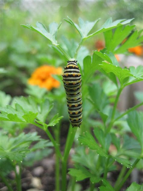 Mysterious Caterpillar