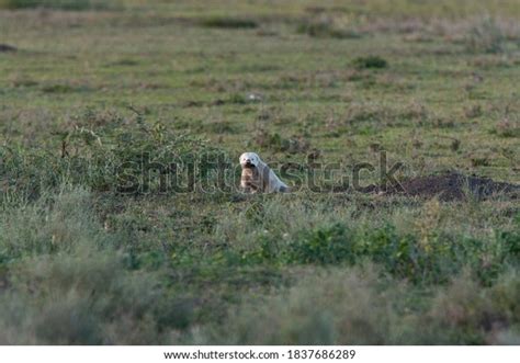 Albino Honey Badger Serengeti National Park Stock Photo 1837686289