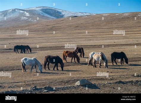 Wild Horses At Hustai National Park Ulaanbaatar Mongolia Stock Photo