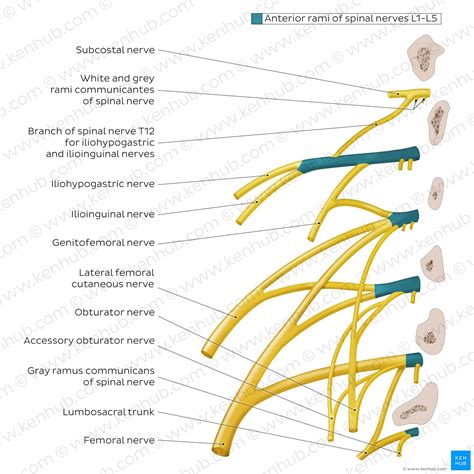 Lumbar Plexus Anatomy Branches And Innervation Kenhub