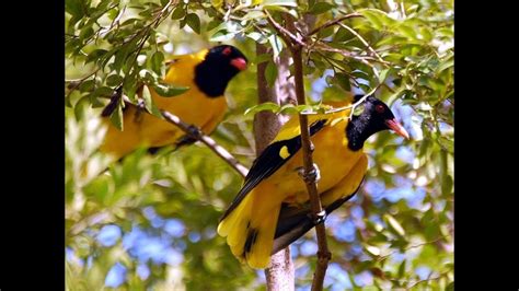 Amazing And Most Beautiful Birds Of Kerala India Youtube