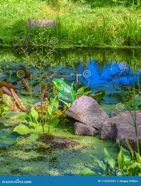 Small Pond In The Middle Of The Forest Stock Image Image Of Middle
