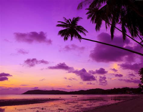 Download Sand Beach Nature Cloud Palm Tree Purple Sky Photography Sunset 4k Ultra Hd Wallpaper