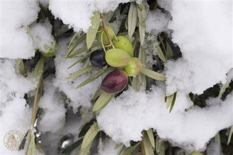 Then, how often do cherry trees produce fruit? Fruit Trees - Home Gardening Apple, Cherry, Pear, Plum ...