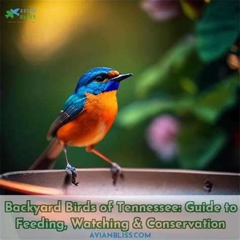 Backyard Birds Of Tennessee Guide To Feeding Watching And Conservation