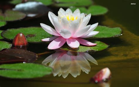 The flowers and leaves of some tropical kinds rise above the. pictures water lilies flowers - Google Search | Lily ...