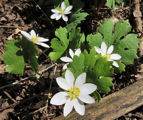 Download Free Photo Of Bloodrootsanguinaria Canadensisnative