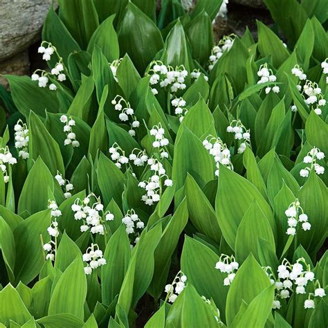 Convallaria Majalis Lily Of The Valley White Flower Farm