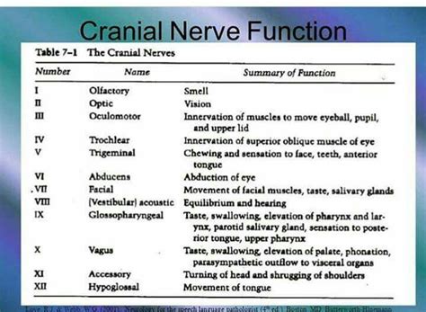 Cranial Nerve Diagram