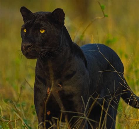national geographic live shannon wild pursuit of the black panther del e webb center