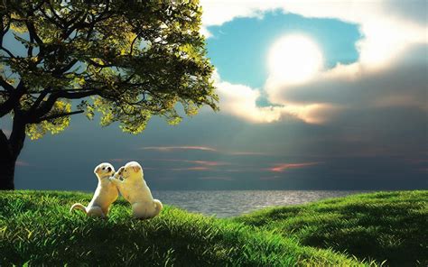 Lovely white puppy couple playing on a sunset - HD wallpaper download ...