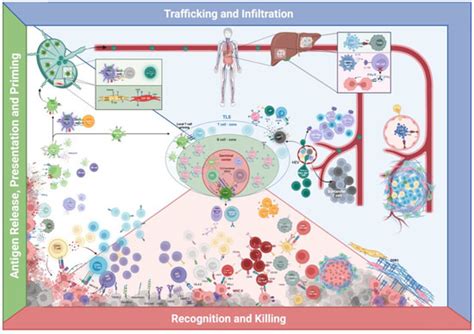 Cancers Free Full Text Multiplexed In Situ Spatial Protein