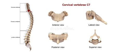 Vértebras Cervicales C7 Stock De Ilustración Ilustración De Vertebral