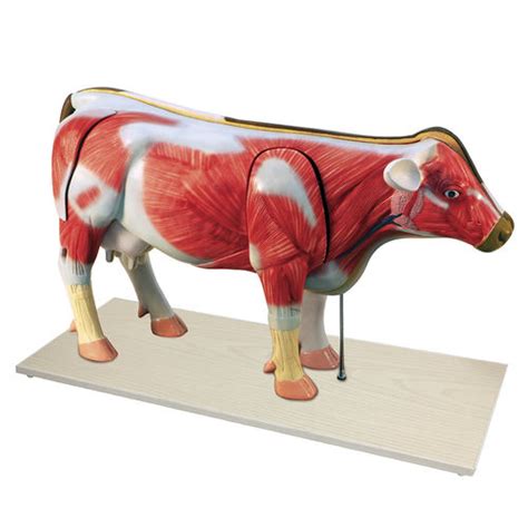Correo Ventilación Precisamente Anatomia De La Vaca Imagenes Hacer Bien