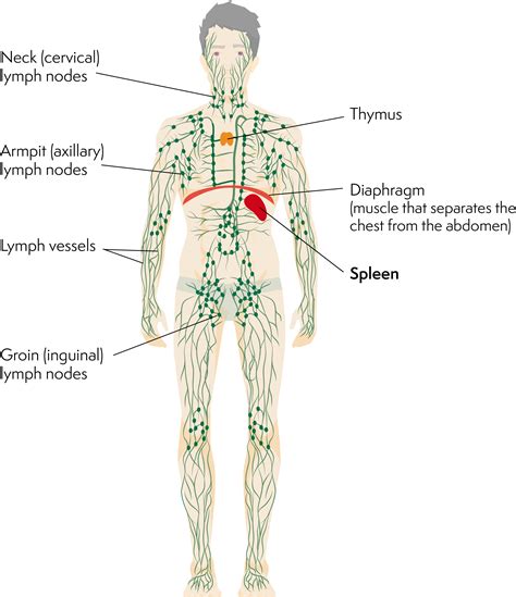 Lymph Nodes Swelling In Armpit The Request Could Not Be Satisfied